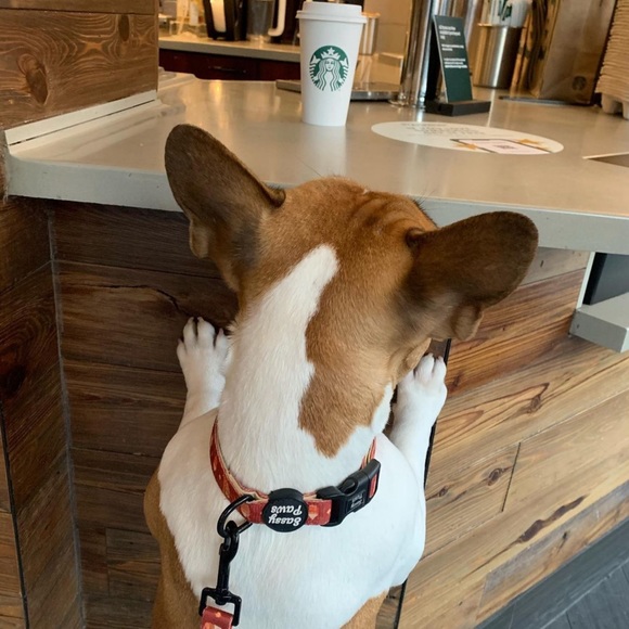 Dog collar + matching bow tie! - Picture 1 of 10